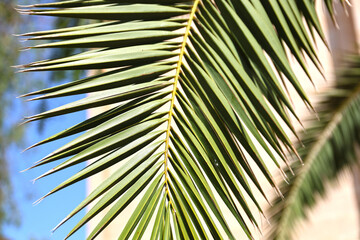 Palm leaf, Mallorca.