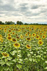 Piękne Słoneczniki © Thomas