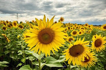Piękne Słoneczniki © Thomas