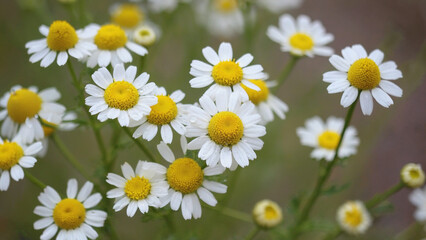 chamomile garden