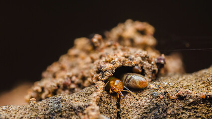 Termites building tunnels on wood surface.