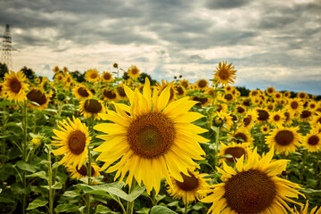 Piękne Słoneczniki © Thomas