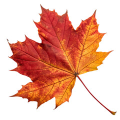 Fototapeta premium Vibrant Autumn Maple Leaf: Red and Orange Fall Foliage, Isolated on White Background, Perfect for Seasonal Designs and Nature Projects