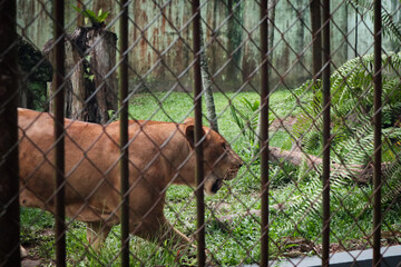 The female lion (Panthera leo) is a species native to Africa and India. It's walking around inside its enclosure with its mouth open.