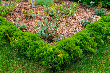 Vibrant green ornamental shrubs form beautiful, manicured border between healthy grass lawn and...