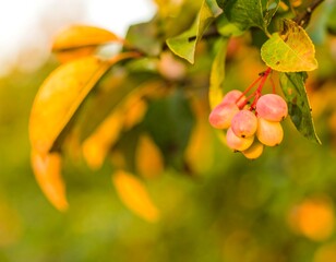 Autumn berries on a branch