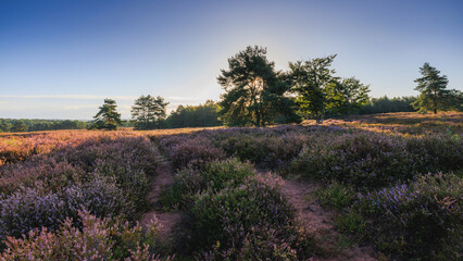Mehlinger Heide am fr&uuml;hen Morgen