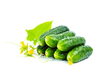Fresh shiny cucumbers with leaves isolated on white background.