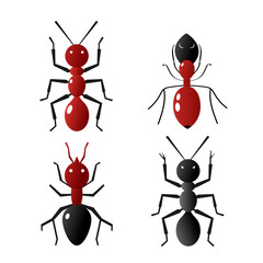 Red ants insect flat design beetle set no background
