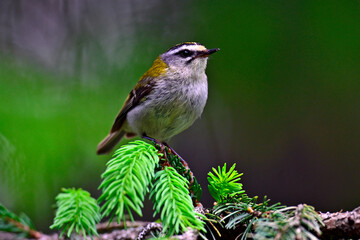 Common firecrest // Sommergoldhähnchen (Regulus ignicapilla / Regulus ignicapillus)
