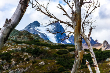 The striking, textured surface of the meadow, thick with wildflowers and lush grasses, creates a vivid, living carpet stretching across the Patagonian valley floor at the beginning of the journey.
