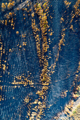 A tragic pattern of destruction in a burnt forest plantation The Cost of a Fire