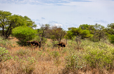 ostrich running in the bush between acacia trees and shrubs, tall dry grass
