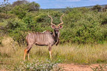 kudu bull, in the african bush between the shrubs, sunny day, male antelope with large horns