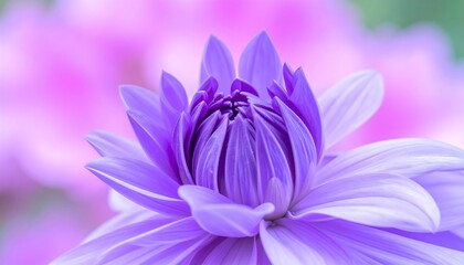 Obraz premium Close-up of vibrant purple flower