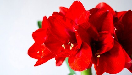 Close-up of vibrant red amaryllis flowers