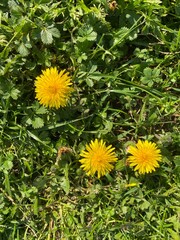 Dandelion in grass background