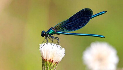 Dragonfly on a flower