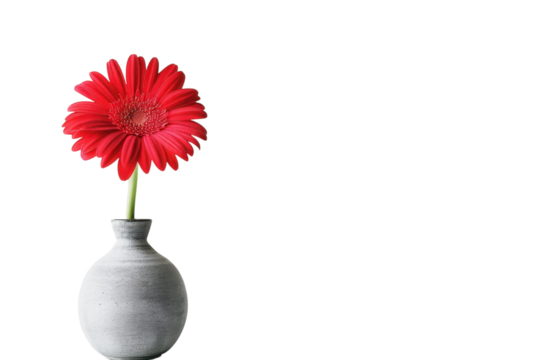 A vibrant red flower elegantly blooms from a minimalist gray vase against a soft white backdrop in a serene indoor setting isolated on transparent background
