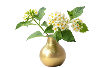 A golden vase adorned with delicate white flowers showcasing elegance and simplicity against a clean, minimalist backdrop isolated on transparent background