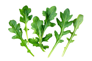 Fresh arugula leaves displayed artistically against a clean background, celebrating seasonal greens for wellness and culinary delights isolated on transparent background