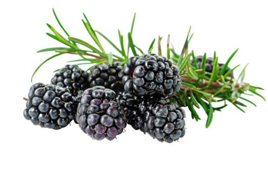 Fresh blackberries piled with aromatic rosemary, showcasing a delightful combination of flavors for culinary inspiration isolated on transparent background