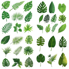 Different types of tropical leaves. in a vector style, isolated white background