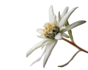 White Edelweiss Flower on Black Background