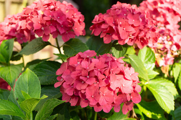 Pink hydrangea in close-up
