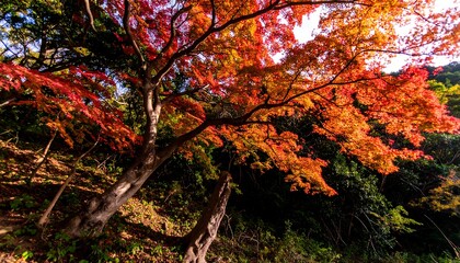 Autumn foliage, vibrant colors