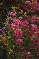  Lagerstroemia indica tree pink flowers on a sunny day. Lagerstroemia also called Crape myrtle in...