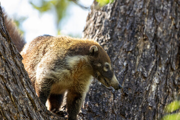 White-nosed coati climbing on a tree trunk in Costa Rica