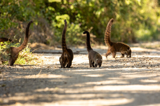 White-nosed coati (Nasua narica) foraging in Corcovado National Park, Costa Rica