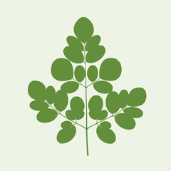 Illustration of Green Moringa Leaf, Nature, Botanical Art, Isolated on Light Background