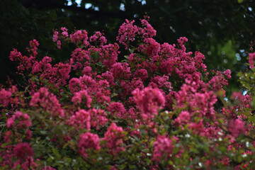 Obraz premium Close-up of Lagerstroemia indica tree pink flowers on a dark background. Lagerstroemia also called Crape myrtle in bloom in the garden