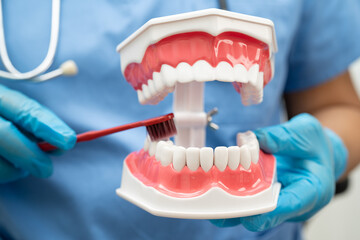 Doctor clean teeth denture with toothbrush for teach patient and dentist studying about dentistry.