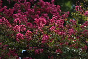 Obraz premium Close-up of Lagerstroemia indica tree pink flowers on a dark background. Lagerstroemia also called Crape myrtle in bloom in the garden
