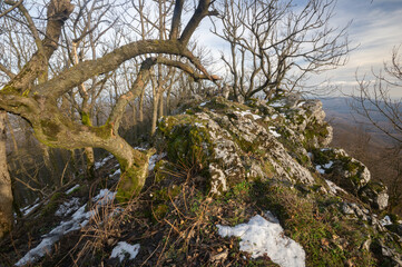View of stark branches reach out over a rocky outcrop speckled with melting snow and vibrant moss, the land stretching out beyond, Vapenna, Male Karpaty, SoloÅ¡nica, BratislavskÃ½ kraj, Slovakia.