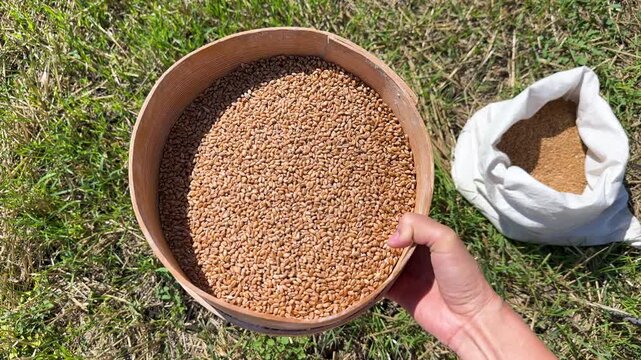 Hand holding wooden sieve with wheat grains being winnowed outdoors with canvas bag in traditional farming process.Hand Sifting Golden Wheat Grains with a Traditional Wooden Sieve.