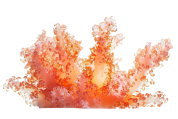 Vibrant coral structure glowing softly in an underwater paradise with shades of orange and pink isolated on transparent background