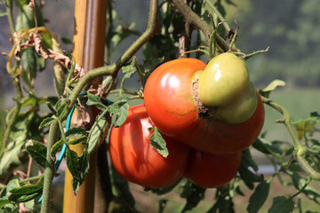 Red ripe  beefsteak tomato with defomity on plant in the vegetable garden on summer on a sunny day