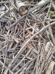 Many fallen leaves, autumn park, carpet of dry fallen leaves on the ground