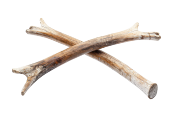 Natural driftwood sticks crossed in an artistic arrangement showcasing their unique textures and forms against a bright background isolated on transparent background