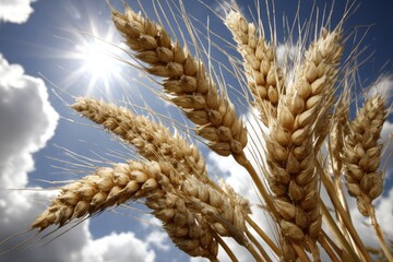 Golden wheat heads against a bright sky (2)
