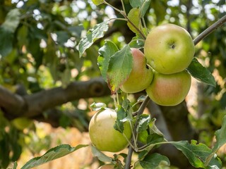 Ripe apples on a tree branch in a sunny orchard.