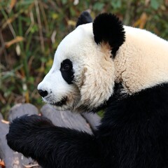 Close-up profile of a panda