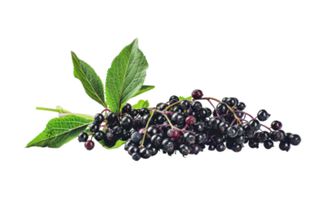 A vibrant cluster of elderberries with green leaves arranged artistically on a minimalist background under soft lighting isolated on transparent background