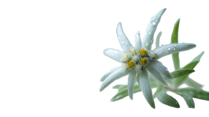 Close Up of Edelweiss Flower with Dewdrops on Black Background