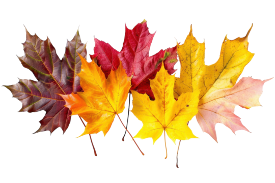 Colorful autumn leaves arranged beautifully, showcasing nature's vibrant seasonal transition indoors isolated on transparent background