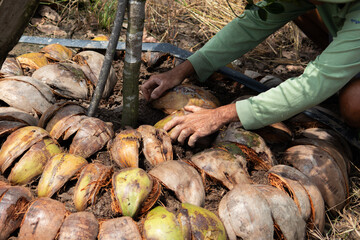 A farmer's hands arranging coconut husks as mulch around a tree base. A sustainable agriculture...